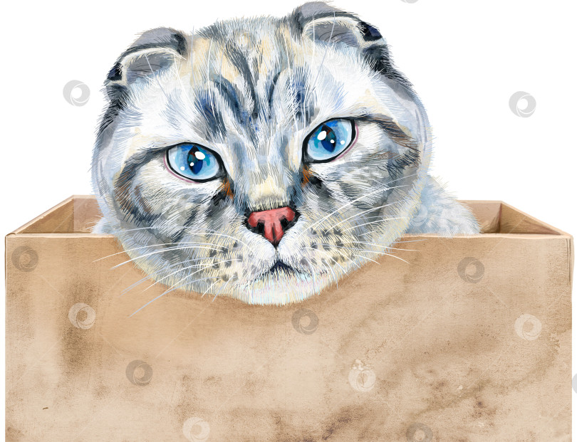Скачать Портрет забавного кота, выглядывающего из коробки. фотосток Ozero