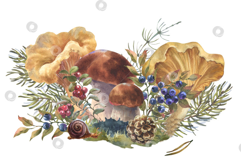 Скачать Акварельная иллюстрация лесных грибов лисичек с кустами черники, лесным растением, шишками и еловой веткой. Нарисованная от руки иллюстрация, выделенная на белом фоне фотосток Ozero
