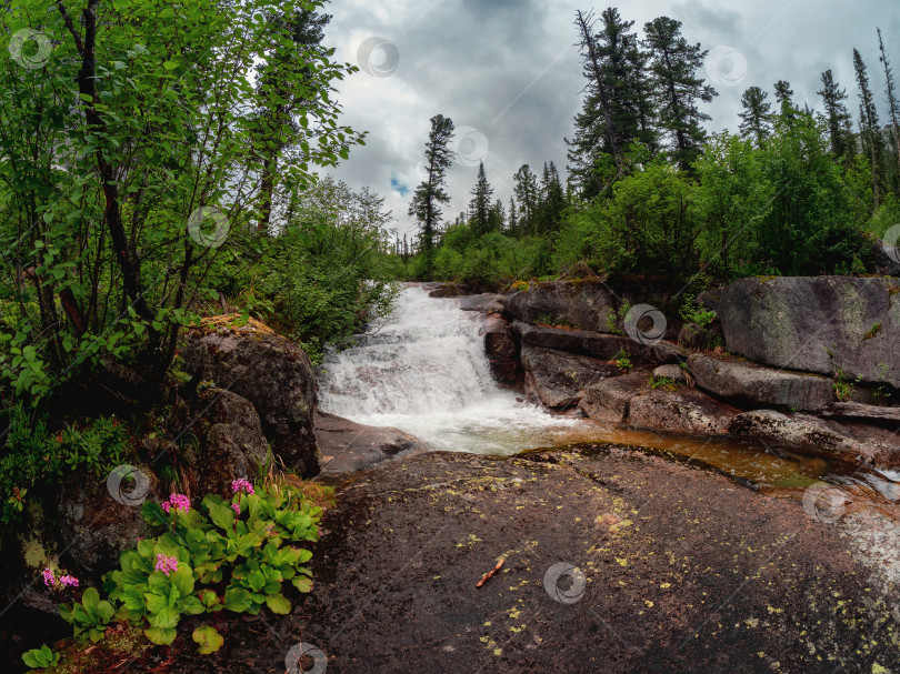 Скачать Водопад во влажном лесу с цветочным кустом. Каскады из фотосток Ozero