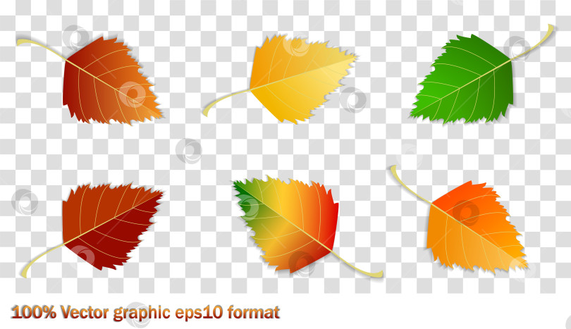 Скачать Набор осенних листьев разных цветов на белом и прозрачном фоне с тенью. Концепция - осень, осеннее настроение. Изолированные осенние элементы для дизайна. березовые листья фотосток Ozero