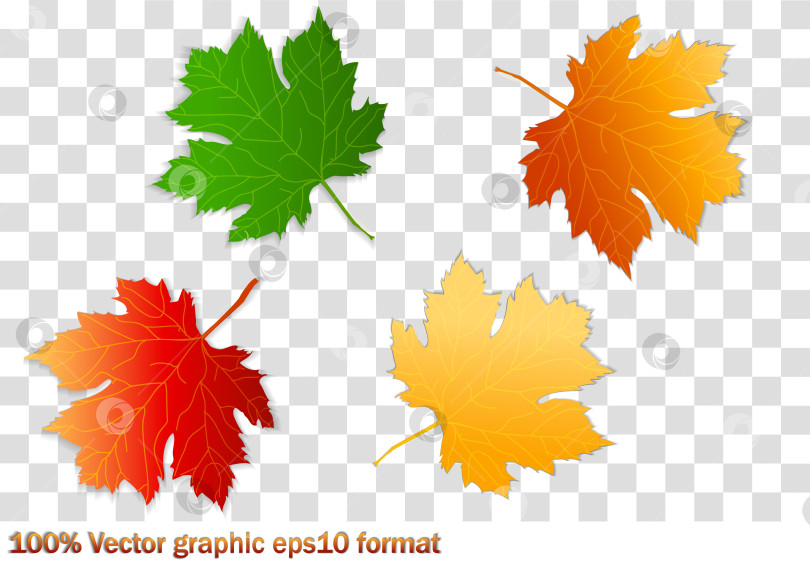 Скачать Набор осенних листьев разных цветов на белом и прозрачном фоне с тенью. Концепция - осень, осеннее настроение. Изолированные осенние элементы для дизайна. Кленовые листья. фотосток Ozero