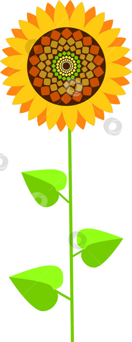 Скачать Желтый летний цветок подсолнуха с зелеными листьями и спелыми зернами фотосток Ozero