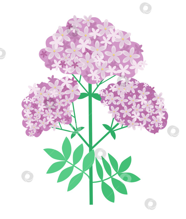 Скачать Цветки кустарниковой валерианы и листья лекарственного цветка фотосток Ozero
