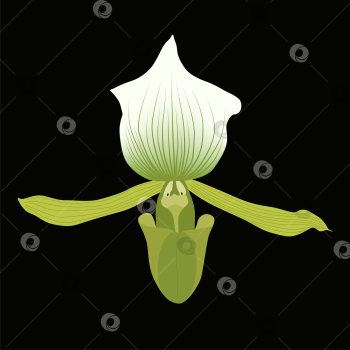 Скачать Цветок орхидеи-туфельки (Пафиопедилум) красивый цветок фотосток Ozero