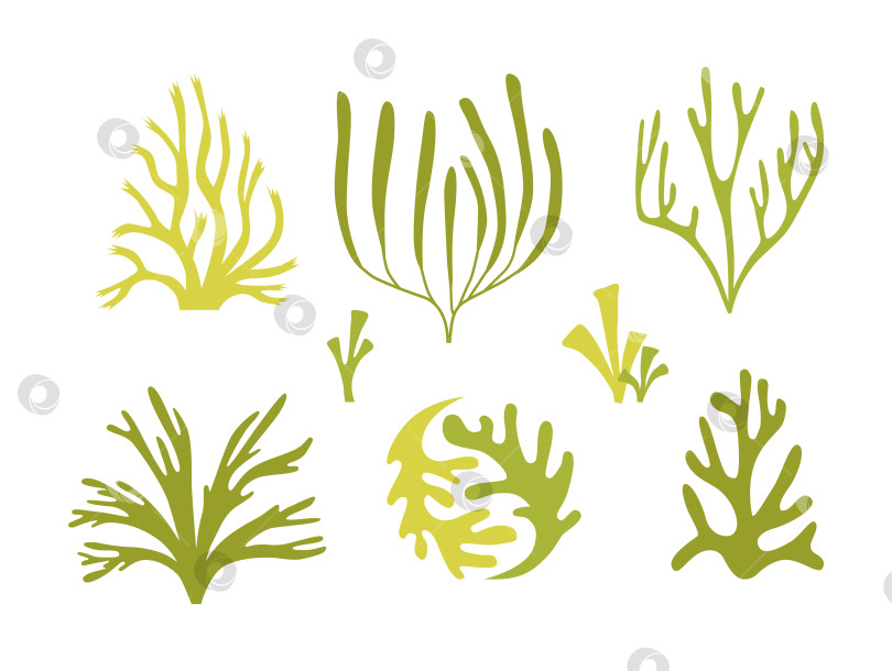 Скачать Набор из морских водорослей, растений и кораллов фотосток Ozero