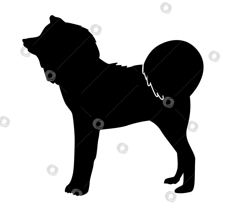 Скачать Акита-Ину Черный силуэт стоящей собаки Пушистая собака фотосток Ozero
