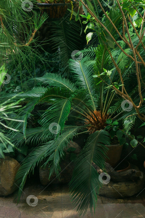 Скачать разные тропические растения в старой теплице фотосток Ozero