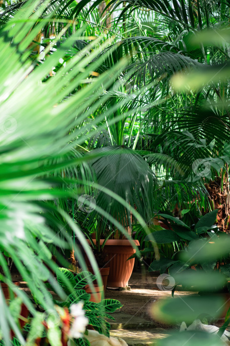 Скачать пальмы и другие тропические деревья в большой теплице фотосток Ozero
