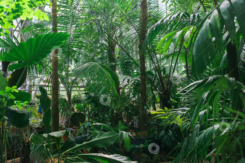 Скачать пальмы и другие тропические деревья в большой теплице фотосток Ozero