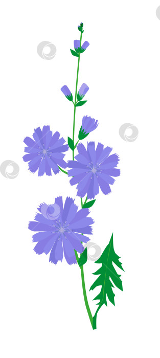Скачать Цветущее растение - цикорий обыкновенный с синими и фиолетовыми цветками на белом фоне фотосток Ozero