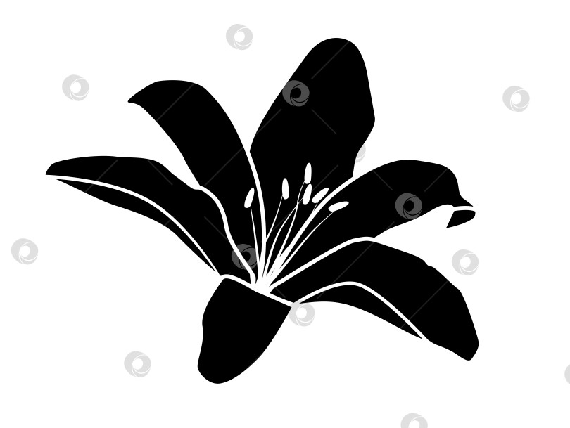 Скачать Черный принт с логотипом и изображением многолепесткового цветка лилии фотосток Ozero