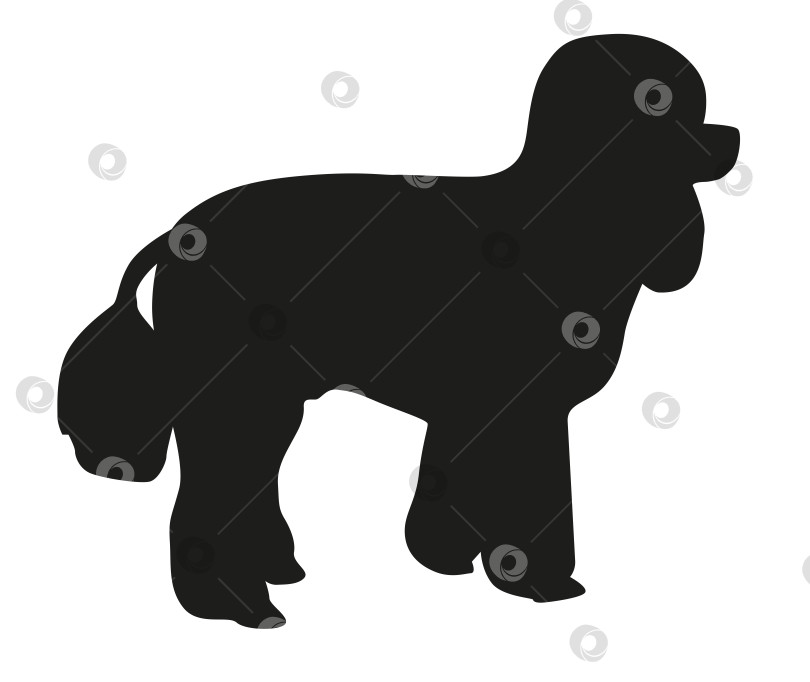 Скачать Черный силуэт пуделя, очертания стоящей собаки фотосток Ozero