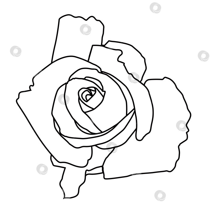 Скачать Раскрытая роза, контурный рисунок для раскрашивания, логотип или иконка фотосток Ozero