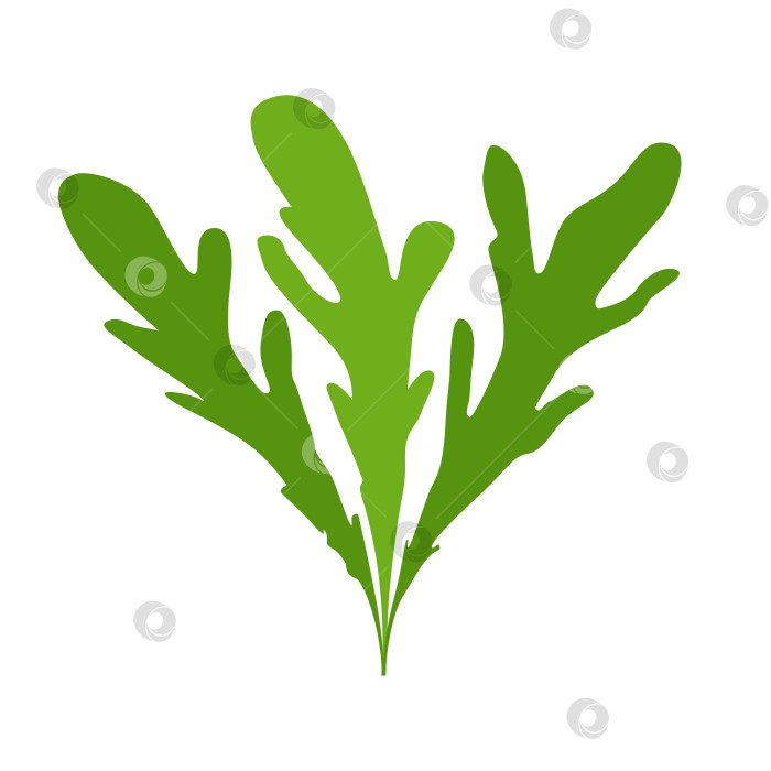 Скачать Силуэт зеленого салата с рукколой на белом фоне для дизайна, логотипа и иконки фотосток Ozero