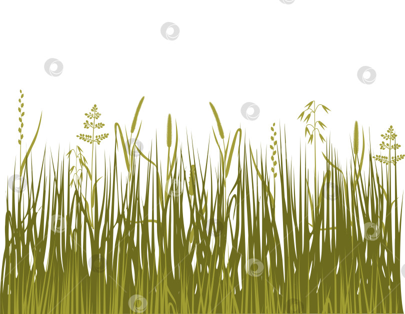 Скачать Зеленая газонная трава с разнотравьем и осокой фотосток Ozero