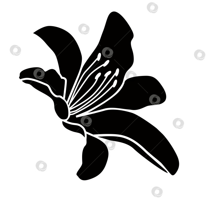 Скачать Узор в виде цветка лилии, черный логотип фотосток Ozero