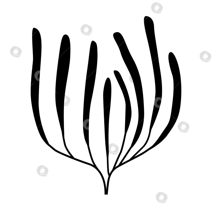Скачать Морские водоросли на белом фоне, силуэтный логотип фотосток Ozero