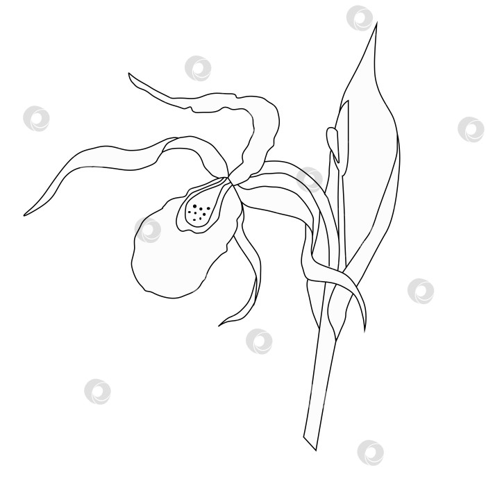 Скачать Туфелька - это настоящий контурный рисунок Венериной туфельки с изображением растения, цветка мокасина (Cypripedium calceolus).Другое название растения ladys без стебля - туфелька фотосток Ozero