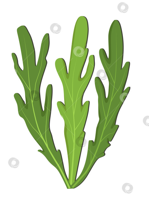 Скачать Три маленьких зеленых листика рукколы. Свежая руккола из кулинарных трав. Изолированный логотип с рукколой фотосток Ozero