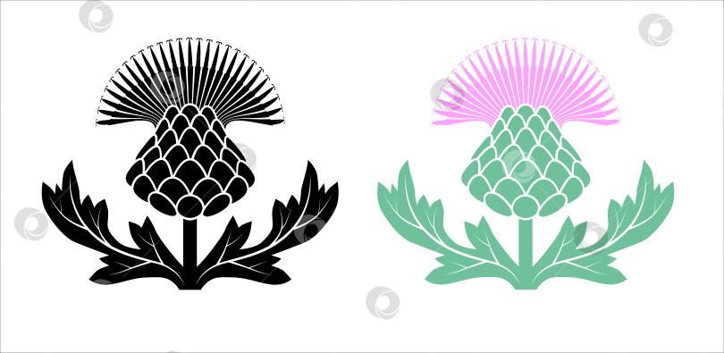 Скачать Цветок чертополоха, колючее растение, символ Шотландии, черный логотип, значок фотосток Ozero