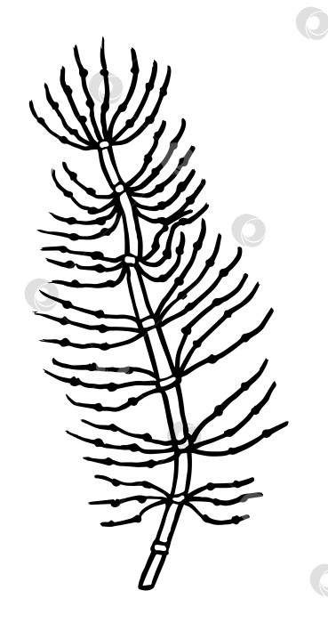 Ручной рисунок растения хвощ полевой для ботанического дизайна - Ozero -  российский фотосток