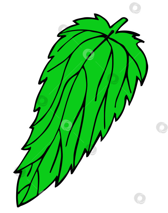 Скачать Зеленый одинокий лист крапивы с четким очертанием фотосток Ozero