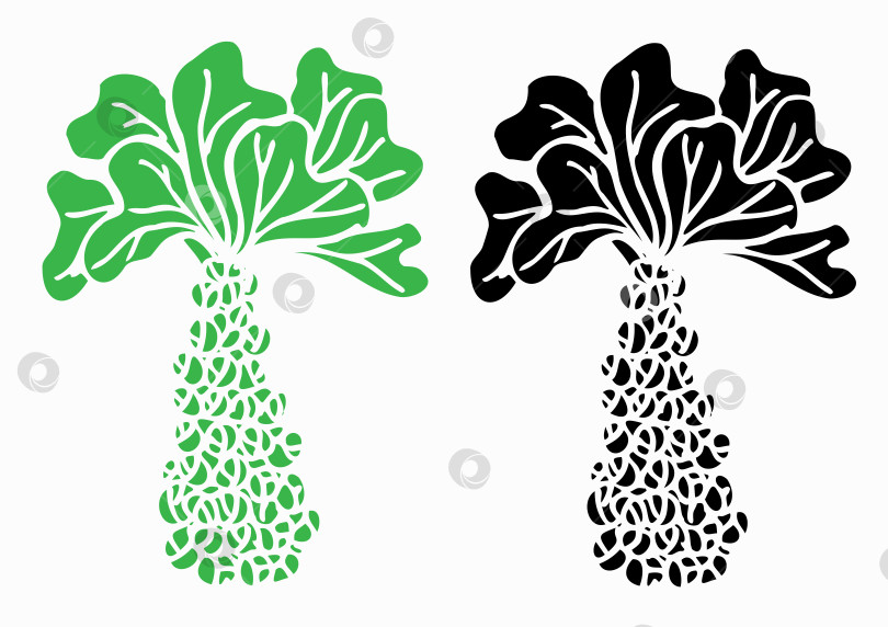 Скачать Зеленая брюссельская капуста для дизайна логотипа бейджа фотосток Ozero