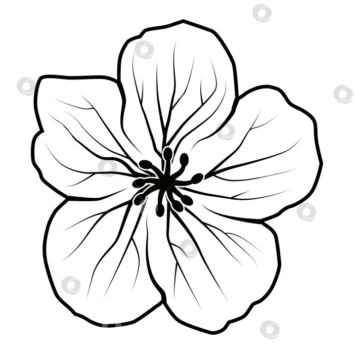 Скачать Черно-белый логотип с цветком герани на белом фоне фотосток Ozero