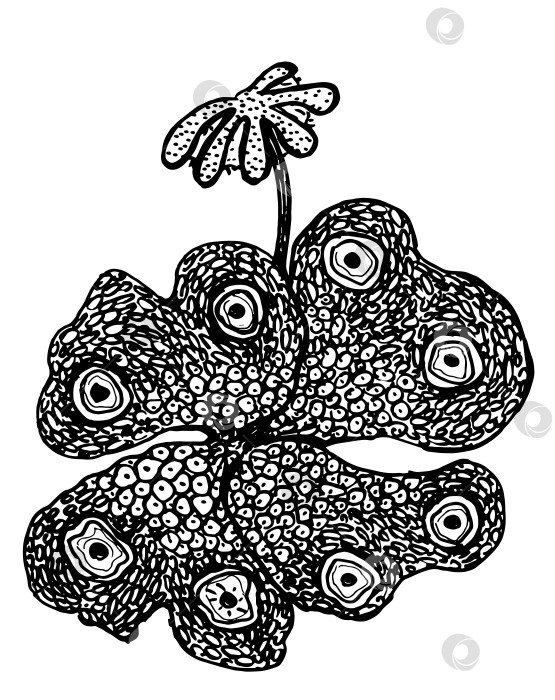 Скачать Ботанический рисунок marchantia печеночный мох Каракули фотосток Ozero