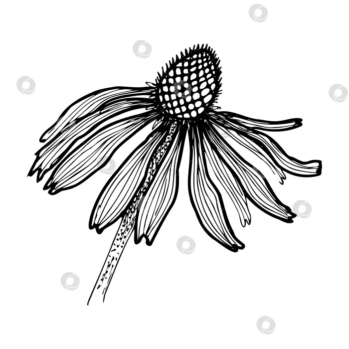 Скачать Ботанический рисунок одиночный контурный рисунок цветка эхиноцеи фотосток Ozero