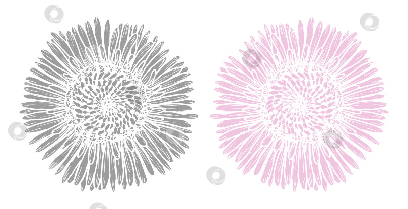Скачать Ботанический принт с изображением цветка маргаритки в сером и розовом цветах фотосток Ozero