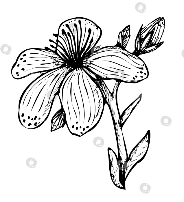 Скачать Контурный рисунок лекарственного растения Зверобой продырявленный фотосток Ozero