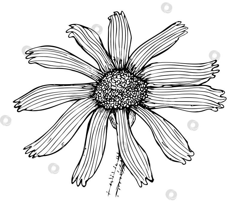 Скачать Контурный ботанический рисунок горы арника фотосток Ozero
