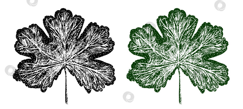 Скачать Ботанический контурный узор с принтом в виде листьев герани в двух цветах фотосток Ozero