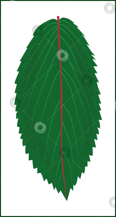 Скачать Зеленый лист с прожилками и красной сердцевиной на белом фоне фотосток Ozero