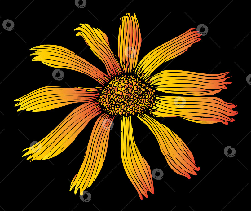 Скачать Цветок горной арники желто-оранжевый на черном фоне фотосток Ozero
