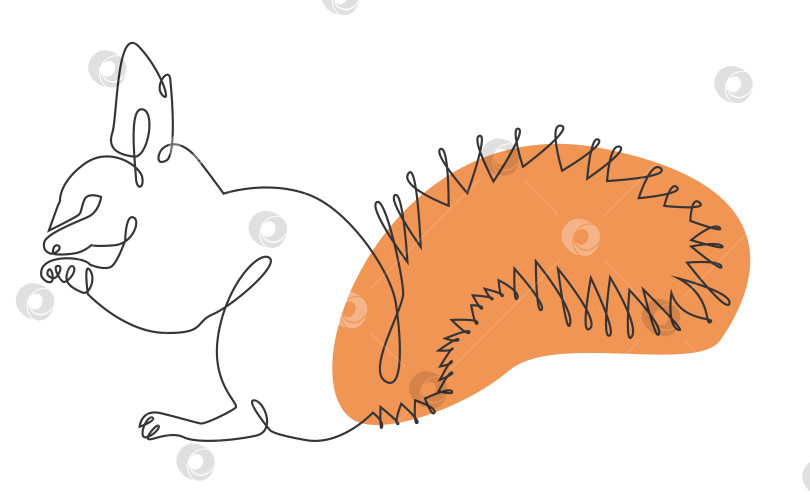 Скачать Контурный рисунок дикого животного белки, непрерывная линия, абстрактное пятно, арт, логотип, иконка фотосток Ozero