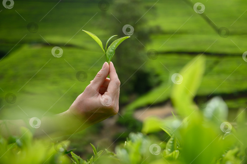 Скачать Свежий лист зеленого чая в женской руке. фотосток Ozero