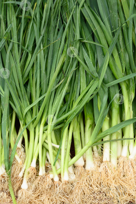 Скачать Свежий зеленый лук в качестве фона. Местные овощи. фотосток Ozero
