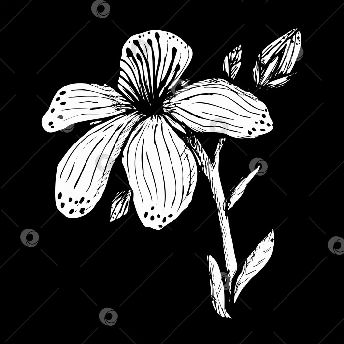 Скачать Белый принт с изображением цветка лекарственного зверобоя продырявленного на черном фоне фотосток Ozero