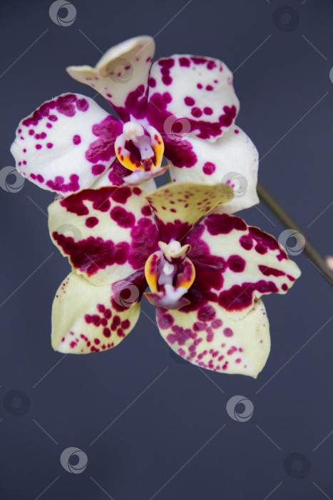 Скачать Цветок орхидеи Фаленопсис на нейтральном фоне крупным планом фотосток Ozero