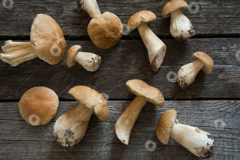 Скачать Свежие белые грибы из леса на деревянной доске в деревенском стиле, вид сверху. фотосток Ozero