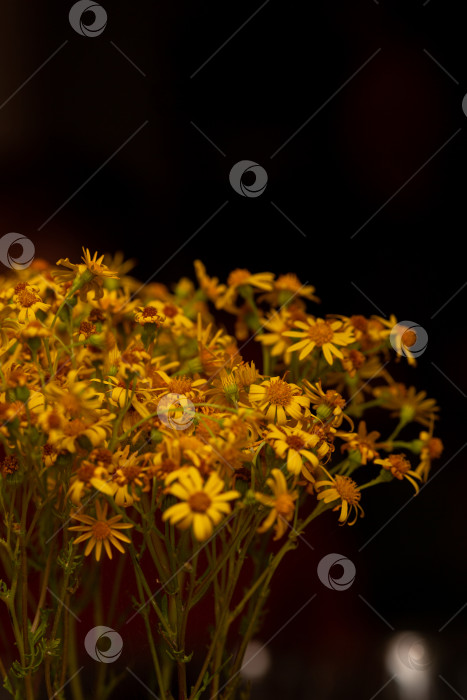 Скачать Природные цветы Якоб Амброзия, полынь горькая, букет на темном фоне фотосток Ozero