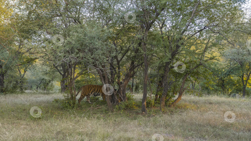 Скачать Дикий бенгальский тигр прогуливается по лесной поляне в джунглях. фотосток Ozero