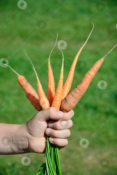 Скачать Спелая и свежая органическая морковь в руках. фотосток Ozero