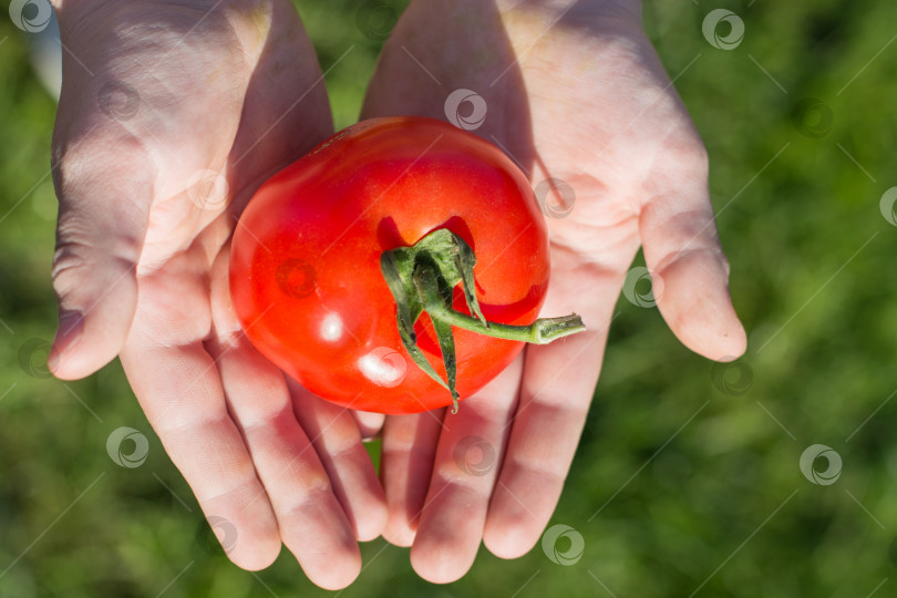Скачать Ребенок держит помидоры в руках фотосток Ozero