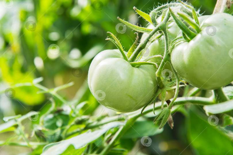 Скачать Зеленые помидоры на ветке созревают в теплице. Лето. фотосток Ozero