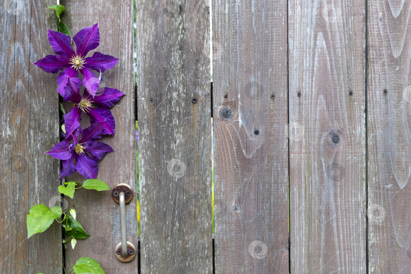 Скачать Фиолетовые цветы клематиса украшают деревянную калитку. Строительство дач, заборов фотосток Ozero