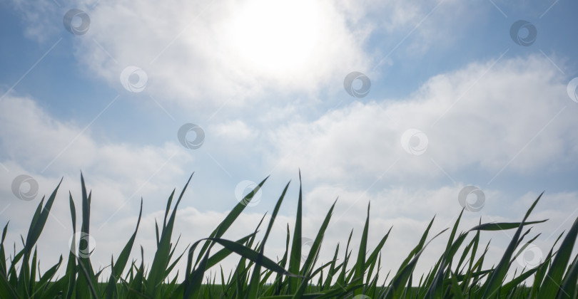 Скачать Крупный план зеленой травы на фоне голубого неба с белыми облаками. фотосток Ozero