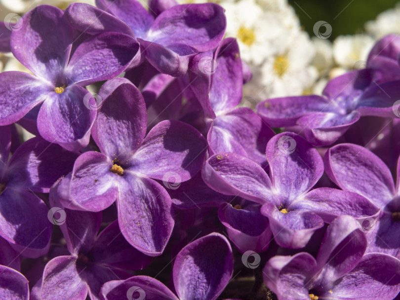 Скачать Фиолетовые лепестки цветов сирени макрофотография- фон с естественной цветочной текстурой. Чрезвычайно крупный план сиреневых цветов для дизайна фотосток Ozero